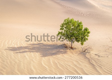 Lonely tree in the desert,  Death Valley
