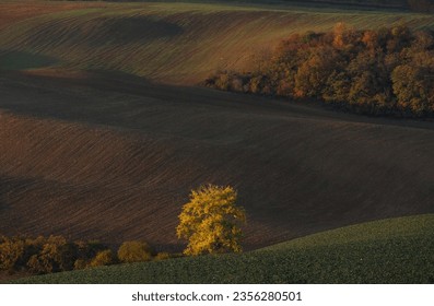 A lonely tree during sunset in the fall near Mistrin and Svatoborice in Moravian Tuscany