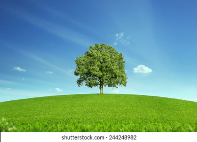 Lonely tree at the empty green field with copy space