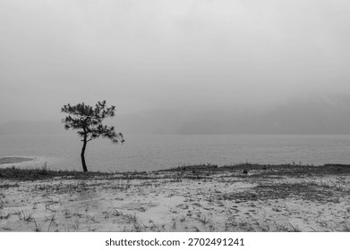 A lonely tree in an empty meadow by a lake covered in for in the background in winter