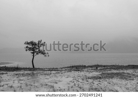 A lonely tree in an empty meadow by a lake covered in for in the background in winter