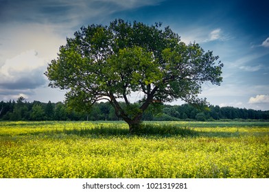 Lonely tree at field