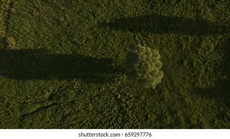 Lonely tree in the field