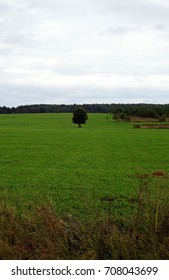Lonely tree in the field