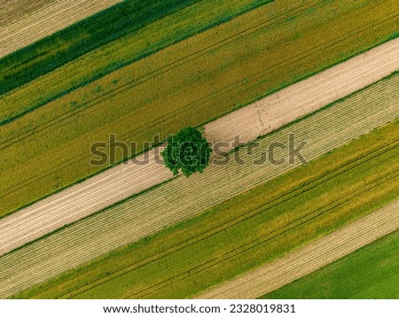 Lonely tree in a field 