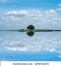 A lonely tree floating in the sky