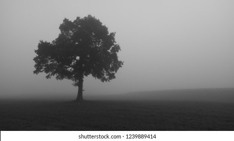 lonely tree in fog - Shutterstock ID 1239889414