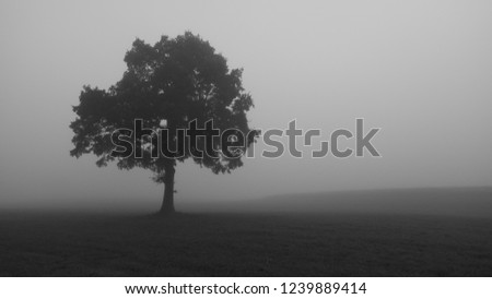 lonely tree in fog