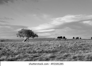 A lonely tree in the foreground of an Australian rural property.  Flat terrain enables the viewing of distant trees on the horizon and the distant clouds against a blue sky.