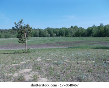 
Lonely tree in the forest