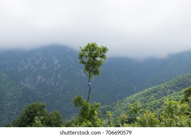 lonely tree in the forest