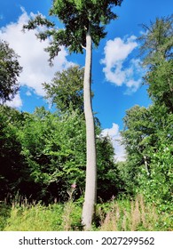 Lonely tree in a Forrest. 