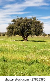 Lonely tree in a green field over a blue sky during springtime; Maroc. - Shutterstock ID 27823390