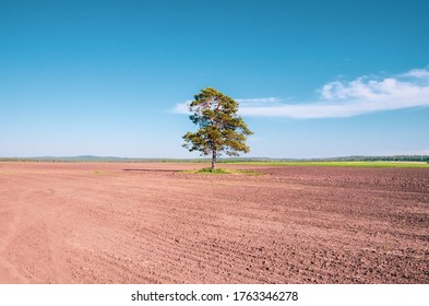 
lonely tree growing in the fields, copy space for text
