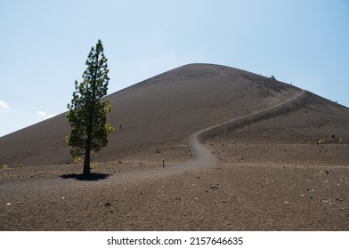 A Lonely Tree Growing Near The Cinder Cone