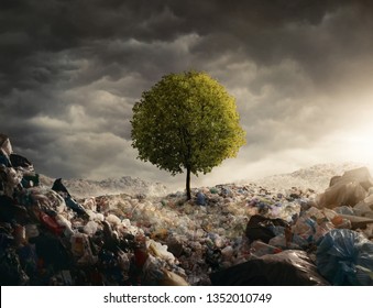 Lonely tree growing on the garbage dump, field at the sunset with copy space