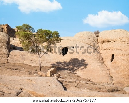 Lonely tree grows through the red sand rocks and stones in the deserted area of Petra, Jordan