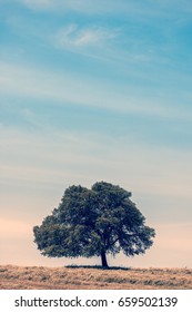 Lonely tree at the hill over blue sky