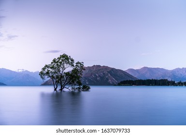 The lonely tree of Lake Wanaka standing lonely in the middle of the flat and quiet lake during sunset with beautiful colors and the snow capped mountains in the background in a warm summer night in NZ - Powered by Shutterstock