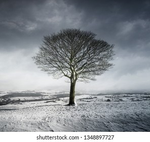 Lonely tree. Landscape