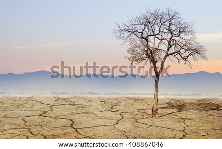 Lonely tree landscape dry ground with morning mist