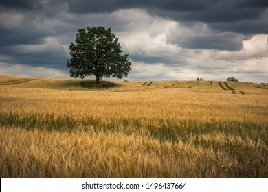 Lonely tree in a Masurian field and storm clouds somewhere in Poland