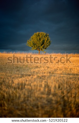 Similar – Image, Stock Photo Apple blossom IV