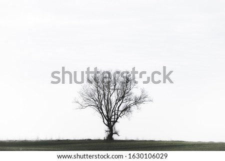 Similar – Image, Stock Photo Emotions | a day comes to an end. Tree silhouette in evening light