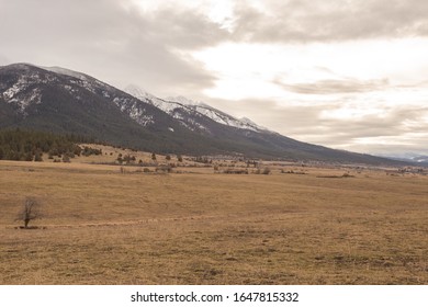 Lonely tree in middle of vast grass field in front and a growing forest and snow capped mountain range on an overcast day - Powered by Shutterstock