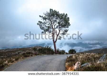 A lonely tree in the mountains in Portugal