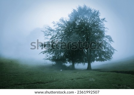 lonely tree in the mountains surrounded by fog