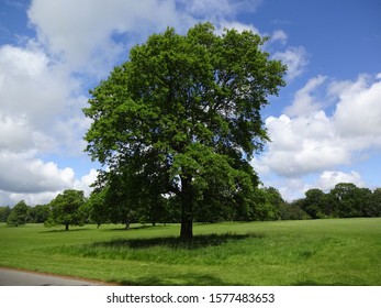 A Lonely Tree Near Harewood House.