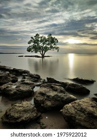 The Lonely Tree Never Lost Faith, One Of Photographer Favourite Spot