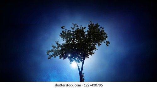Lonely tree in night