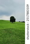 The Lonely Tree in Olympic Park,Seoul South Korea.