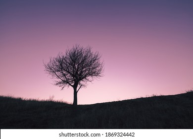 Lonely Tree On An Autumn Hill. Silhouette Of A Tree Without Leaves On A Grass Hill Against A Clear Sunset Sky In Magenta Cold Tones.