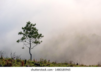 Lonely Tree On The Bare Hill With Dense Fog Background, Deforestation Is A Main Reason Of The Changes Climate