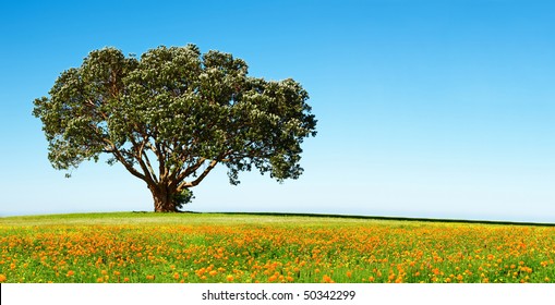 Lonely tree on the blossoming field