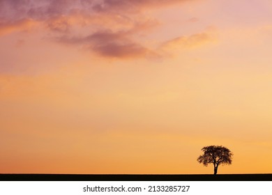 Lonely tree on a corn field at sundown near Schoenbrunn, Germany 