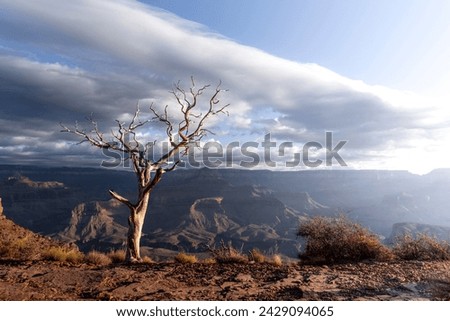 The lonely tree on the edge of the grand canyon