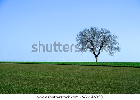 Similar – Image, Stock Photo lonely tree Tree Meadow