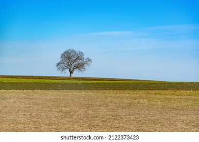 Lonely Tree On A Fram Field In The Swiss Country Side During Late Winter Beginning Of Sprint. 