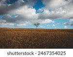 a lonely tree on a hill