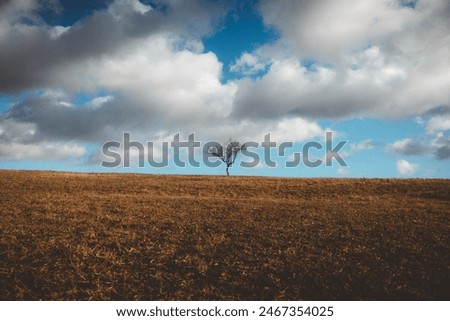 a lonely tree on a hill