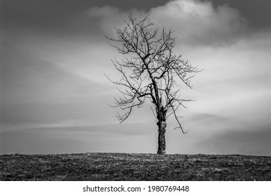 Lonely tree on the horizon in black and white - Powered by Shutterstock