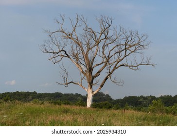  Lonely Tree On Iowa Farmer Field         