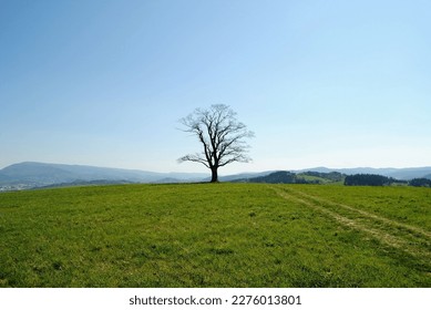 Lonely tree on the meadow in sunny summer day in Velká Lhota, Czech republic. Very famous solitaire tree and turist destination.