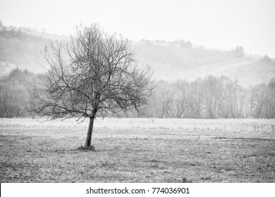 Lonely tree on the plain.
