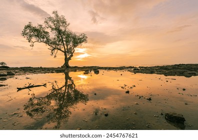 Lonely tree on rock beach sunset sky clouds in the evening with orange sunlight golden hour and reflection in water, Horizon landscape seaside in summer backgrounds  - Powered by Shutterstock