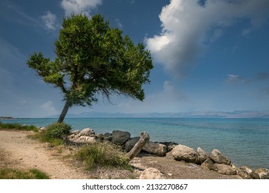 Lonely Tree On The Sunny Greek Island Corfu. Roda City